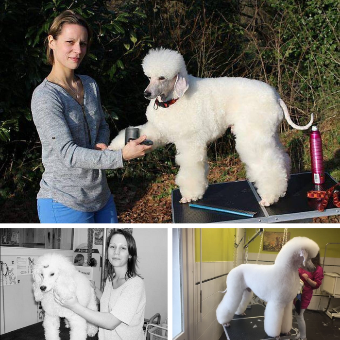 Laetitia Poirier, et sa chienne, Fantaisy, une caniche de race moyen blanc, championne de France au concours de beauté.